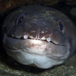 Nighttime scuba diving adventure in Waikiki waters