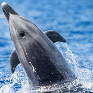 Ocean safari boat cruising near whale watching area