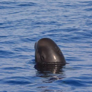 Scuba divers exploring vibrant coral reefs underwater