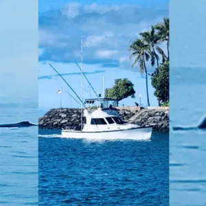 Tourists watching whales breach near a tropical coastline
