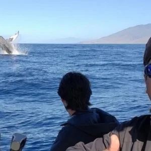 Whale breaching during Maui whale watching boat tour