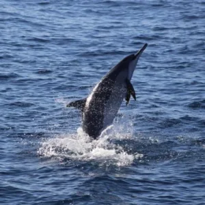 Snorkeling tour encountering diverse island wildlife underwater