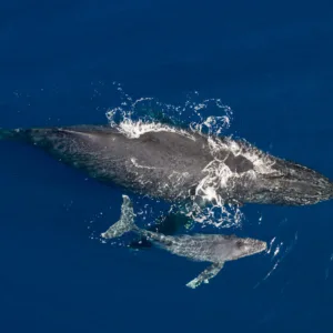 Whale watching tour boat off Kona Coast