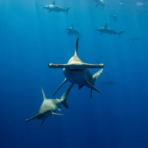 Close up of hammerhead shark swimming in clear ocean water