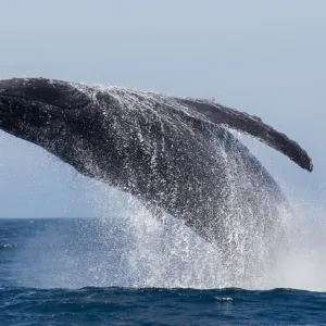 Small private boat with group watching whales in ocean