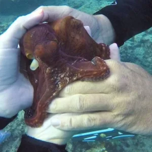 Scuba diver exploring vibrant coral reef underwater