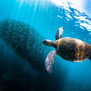 Morning snorkeling adventure exploring Na Pali Coast Maui