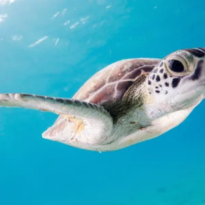 Colorful coral reef viewed during underwater snorkeling tour