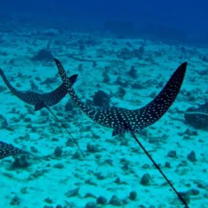 Divers exploring underwater wrecks and drifting with currents