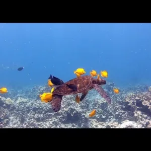 Instructor guiding beginners through scuba diving basics