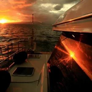 Watching whales during a sunset and moonlight cruise