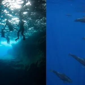 Snorkeling adventure in clear blue waters offshore Kona