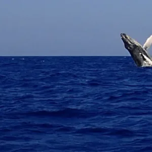 Whale breaching during Kona whale watching tour