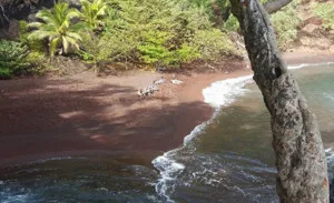 Half-day hiking tour through scenic Hana landscapes