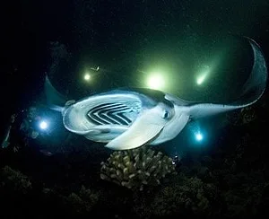 People snorkeling near manta rays at dusk
