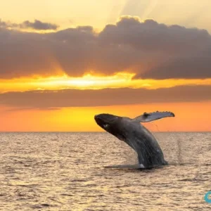 Watching whales at sunset from a boat tour