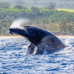 Whale watch safari boat near breaching humpback whale