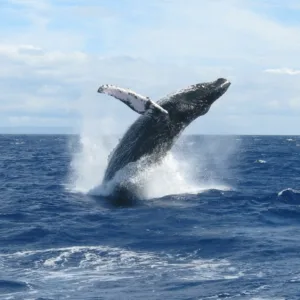 Whale watching tour departing from Grand Wailea on outrigger canoe