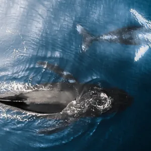 Private charter whale watching tour off Oahu coast