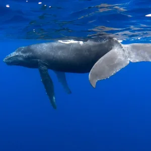Tourists watching whales off Kona coast Big Island