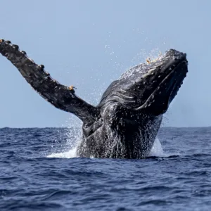 Zodiac boat tour spotting whales and dolphins off Kauai