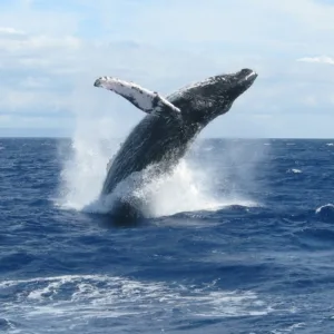 Whale watching tour boat cruising Maui’s ocean waters