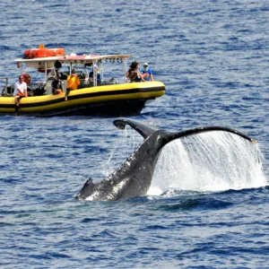 Whale breaching during sunset whale watching tour