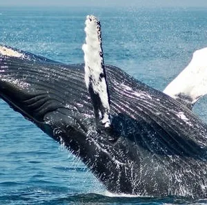 Whale watching and scenic wildlife tour in Maui