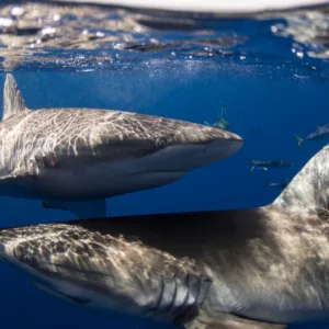 Scuba diver swimming close to reef sharks