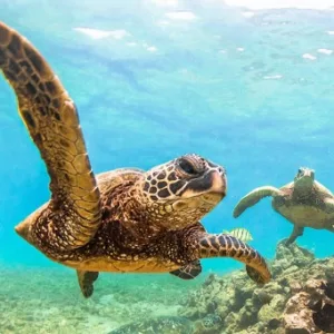 Snorkeler exploring vibrant coral reefs in Kona