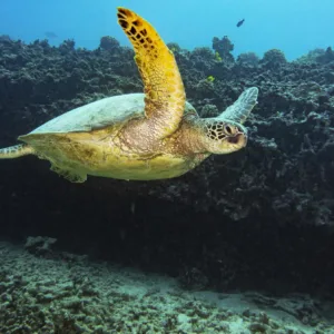 Scuba diver exploring vibrant coral formations underwater