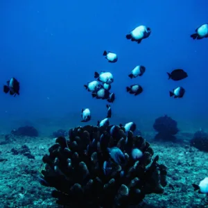 Diver receiving PADI advanced certification in Maui