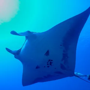 Night snorkel with graceful manta rays
