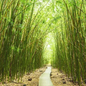 Dense jungle trail on Hana tour in Maui
