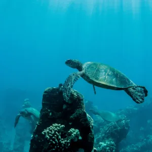 Snorkelers boarding Quicksilver boat at Ma'alaea Harbor