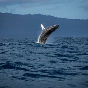 Tourists watching whales breach near Waikiki coastline