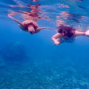 Snorkelers swimming near sea turtles in Turtle Town waters