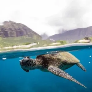 Scuba diver exploring colorful coral reef underwater