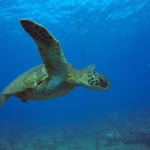Private non-certified shore dive with two tanks in Kauai
