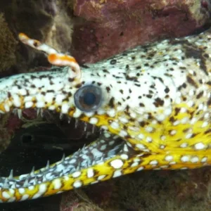 Group night dive at Koloa Landing with one tank