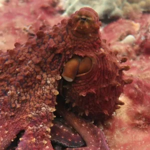 Night shore dive with private group at Koloa Landing