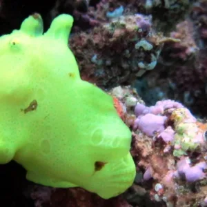 Private twilight and night shore dive at Koloa Landing