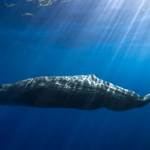 Long range pelagic safari exploring deep ocean wildlife