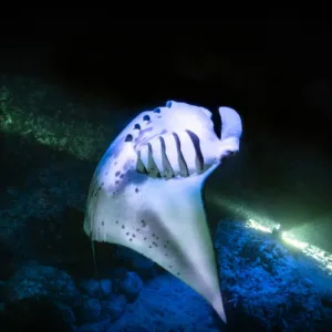 Snorkelers watching manta rays at Honokohau at night