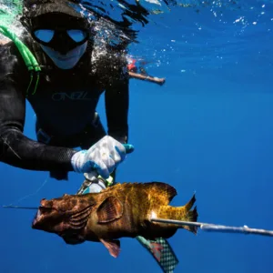 Guided spearfishing course with FII certification