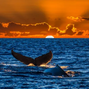 Whale breaching near Waikiki coastline on tour