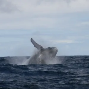 Afternoon whale watch boat near Haleiwa shore