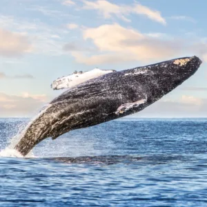 Whale watching tour along Kona Coast with expert guides