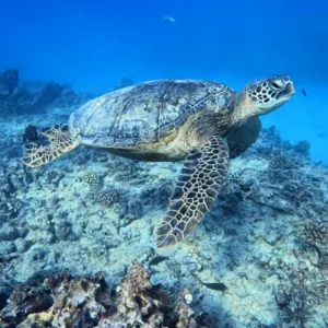 Divers exploring vibrant coral reefs near Waikiki beach