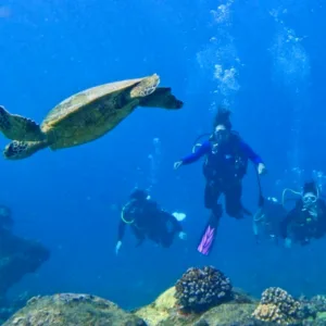 Small group guided shore dive on the west side coast